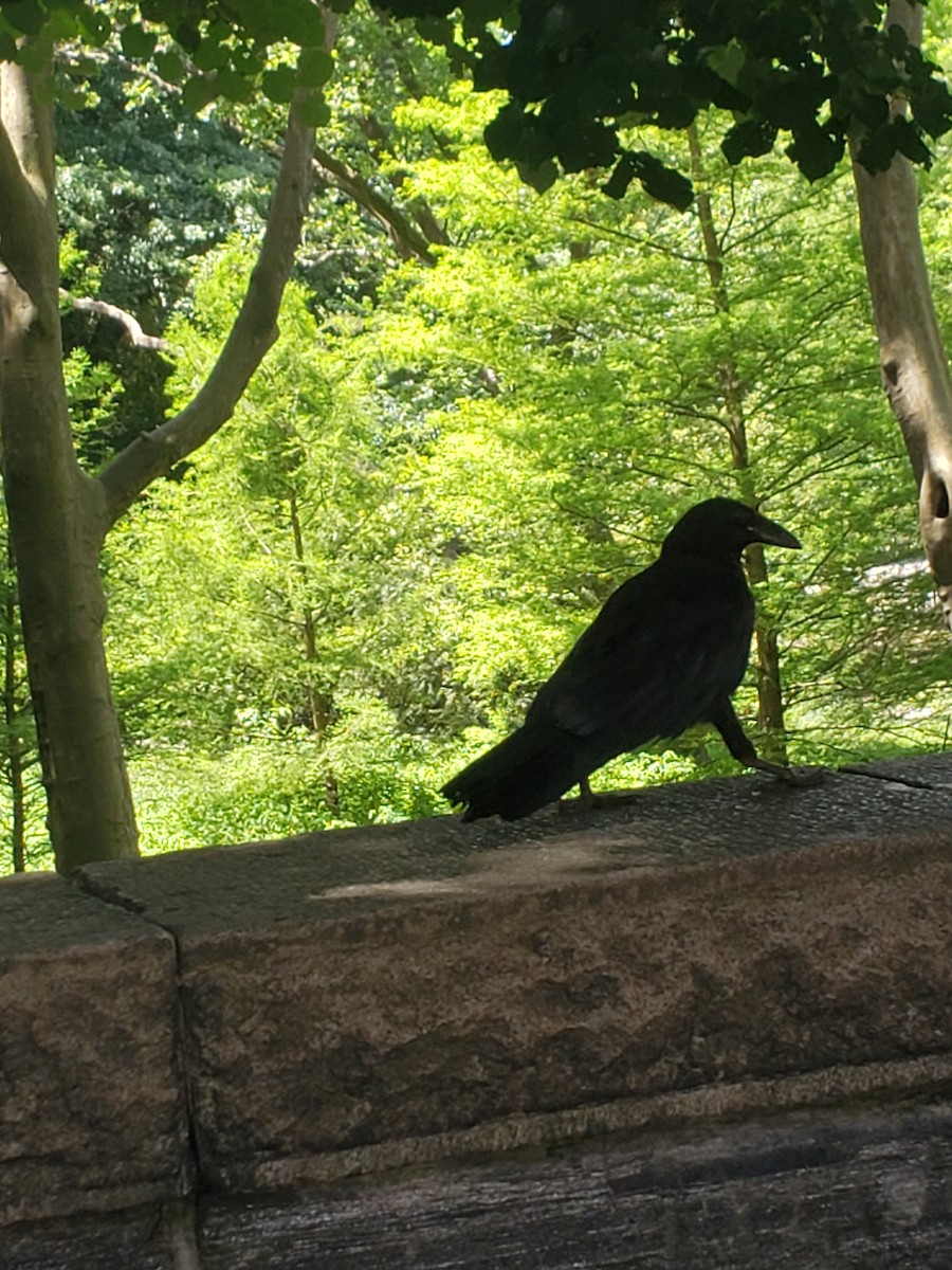 Common Raven - ML608533101