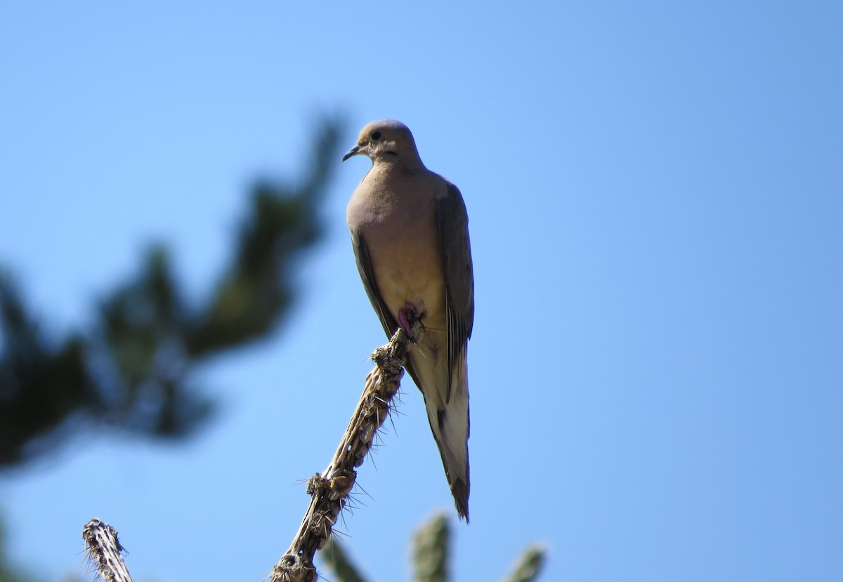 Mourning Dove - Dustin Johnston