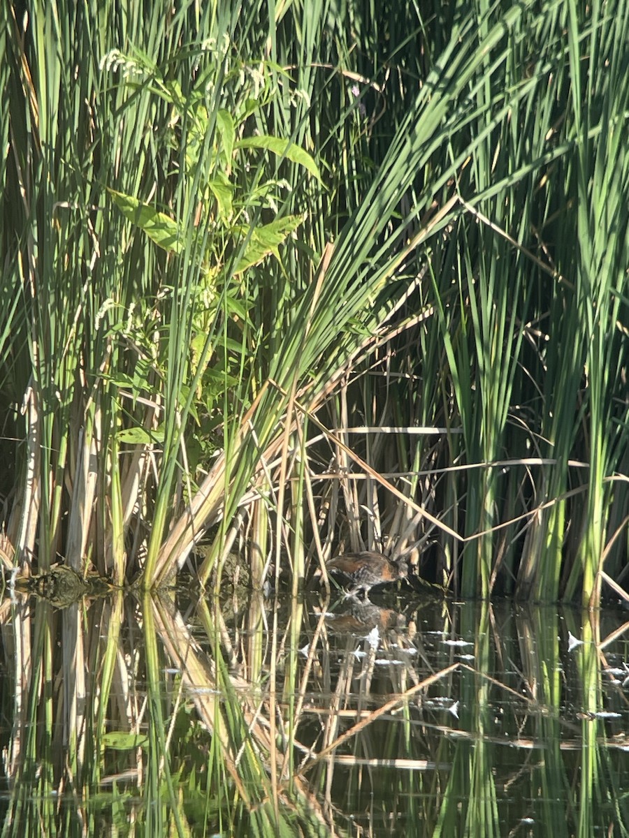 Virginia Rail - ML608533184