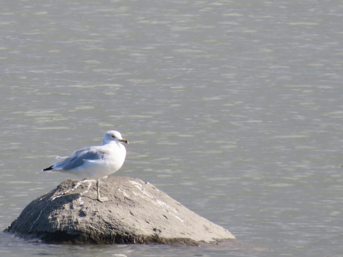 Ring-billed Gull - ML608533241