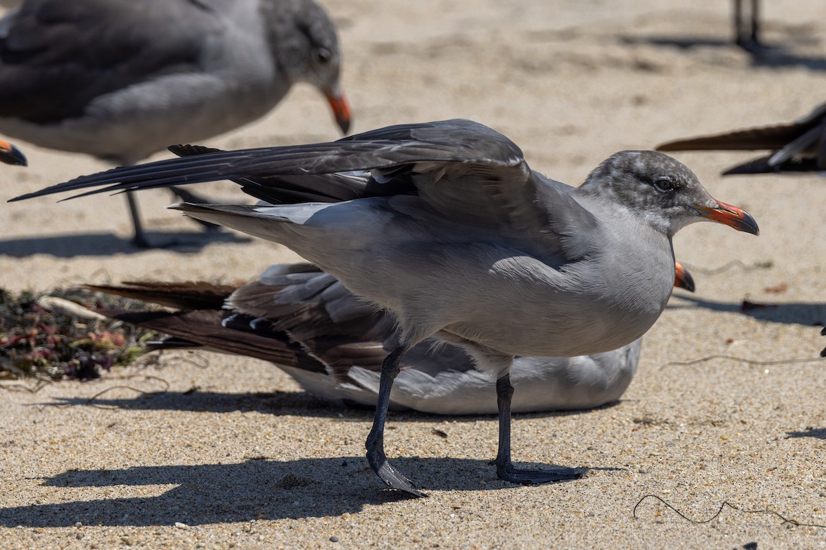 Heermann's Gull - ML608533298