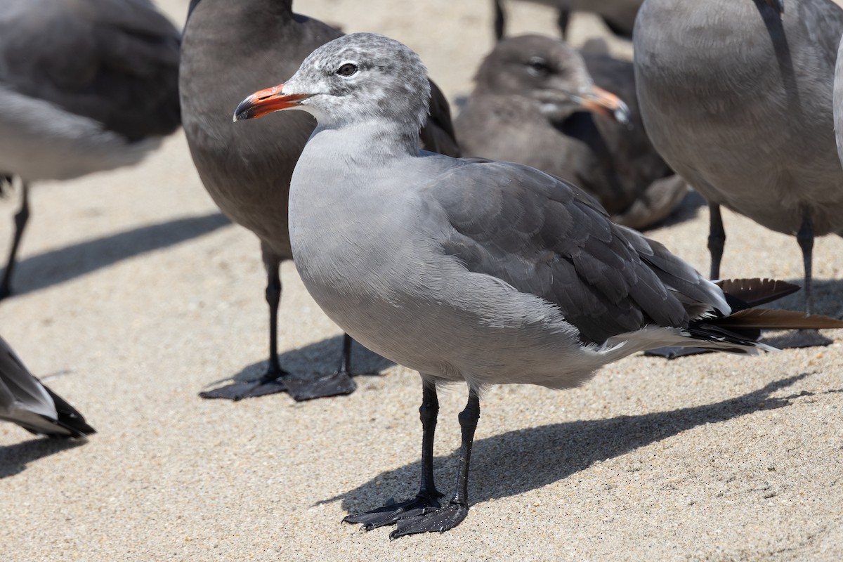 Gaviota Mexicana - ML608533299