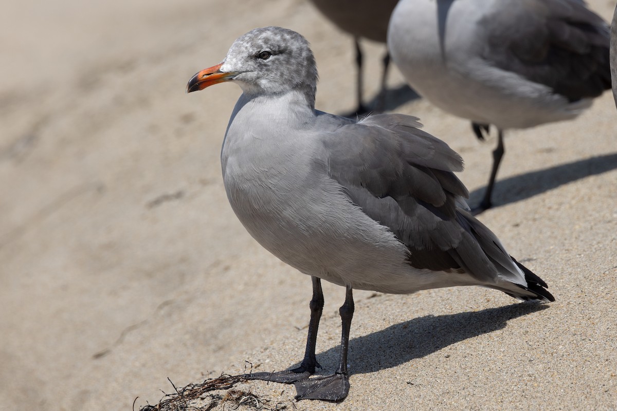 Heermann's Gull - ML608533300