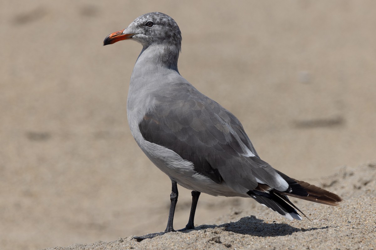 Gaviota Mexicana - ML608533301