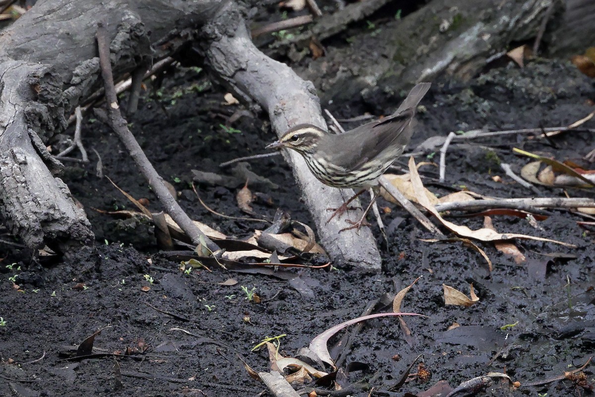 Northern Waterthrush - ML608533361