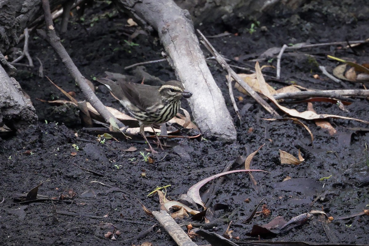 Northern Waterthrush - ML608533367