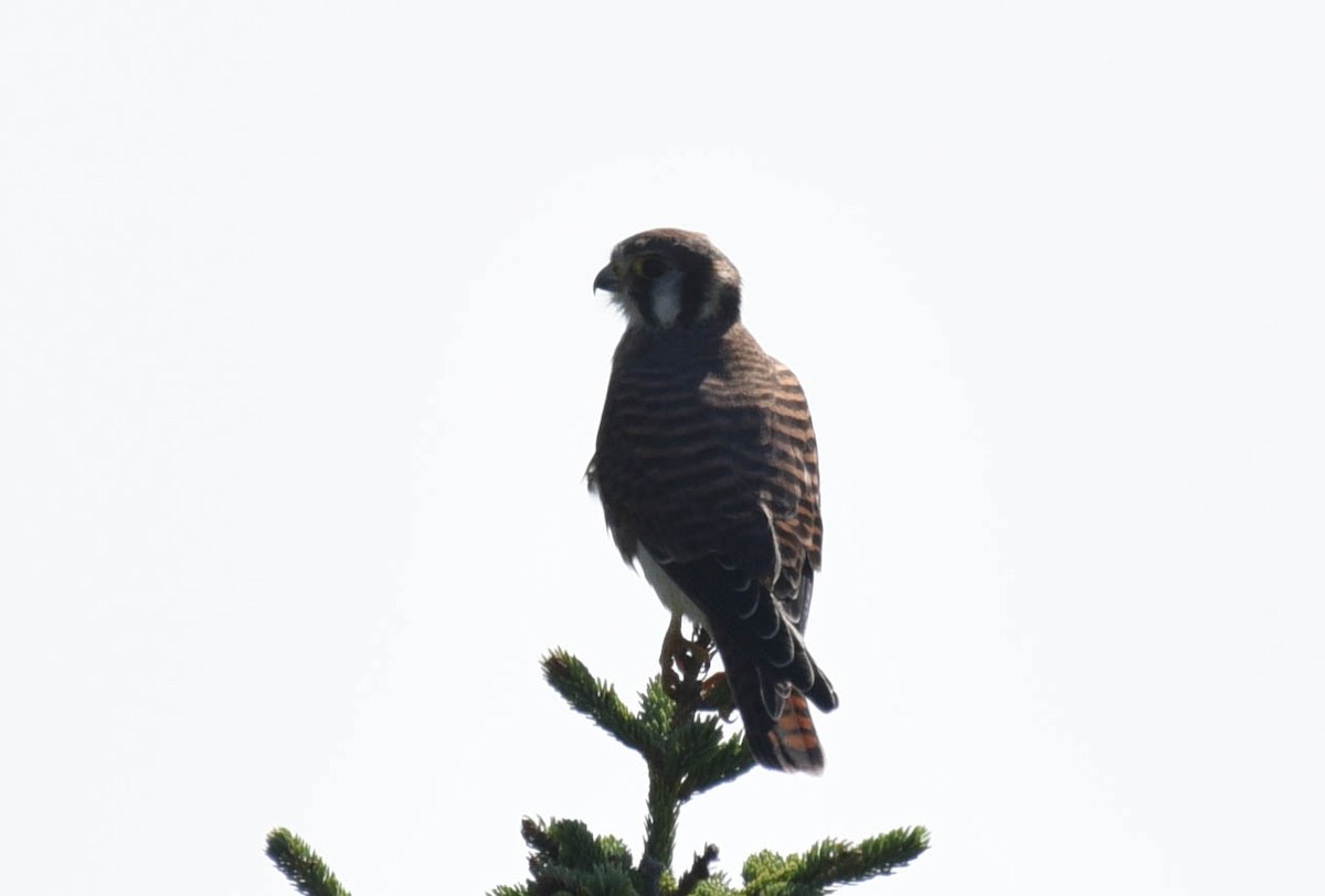 American Kestrel - ML608533471