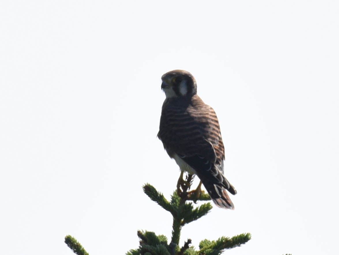 American Kestrel - ML608533472