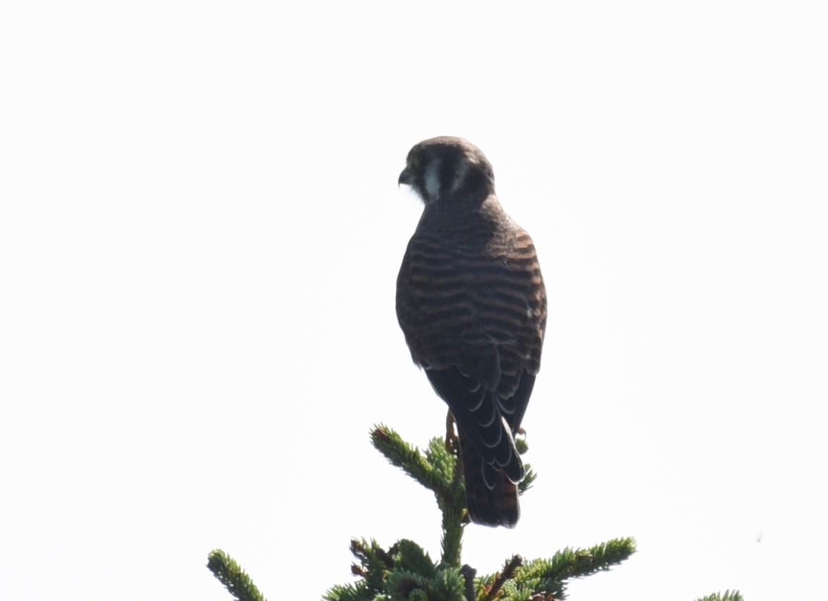 American Kestrel - ML608533473