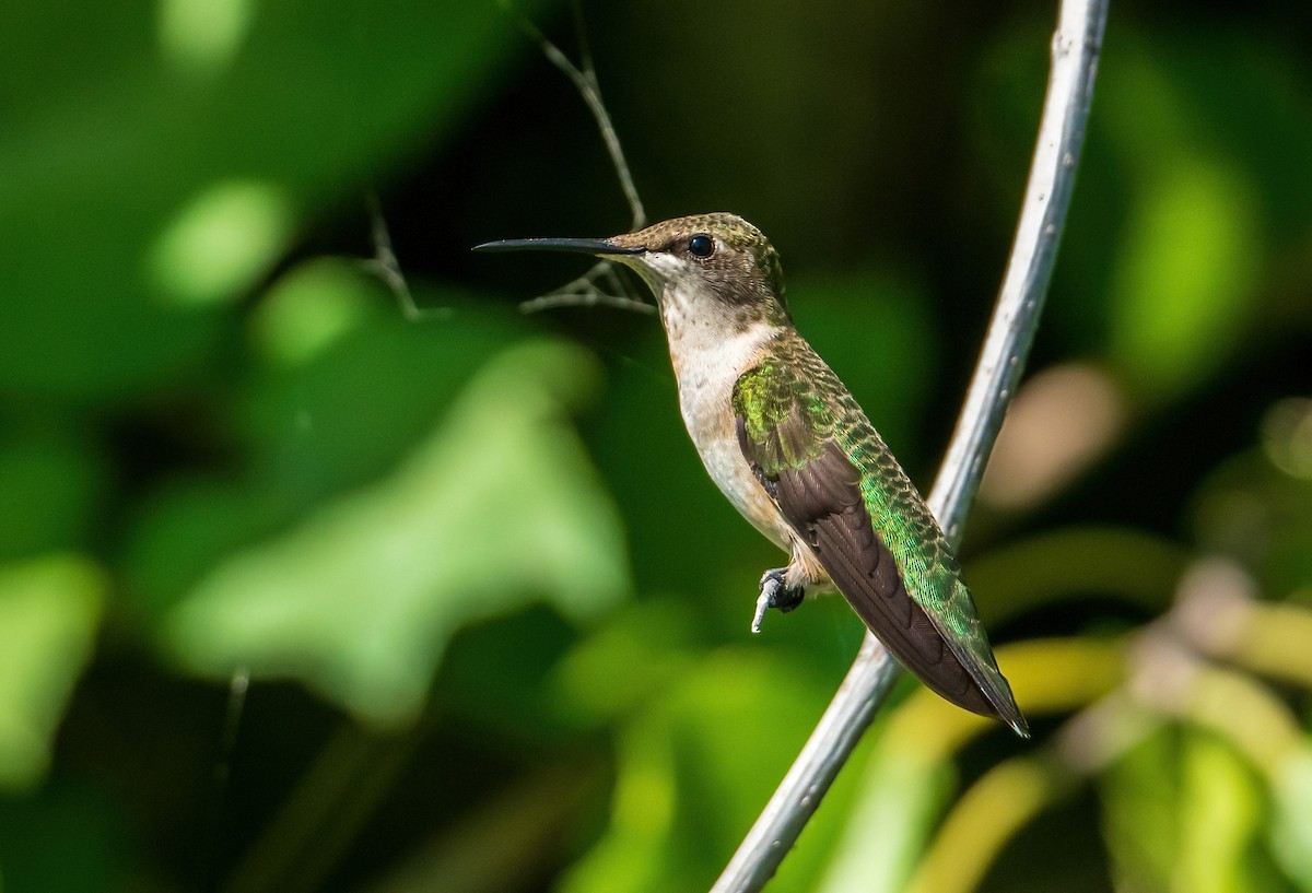 Ruby-throated Hummingbird - Linda Sullivan
