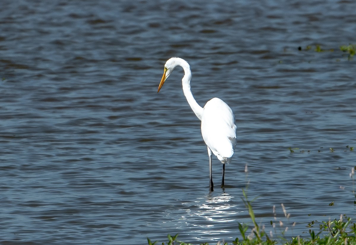 Great Egret - ML608533561