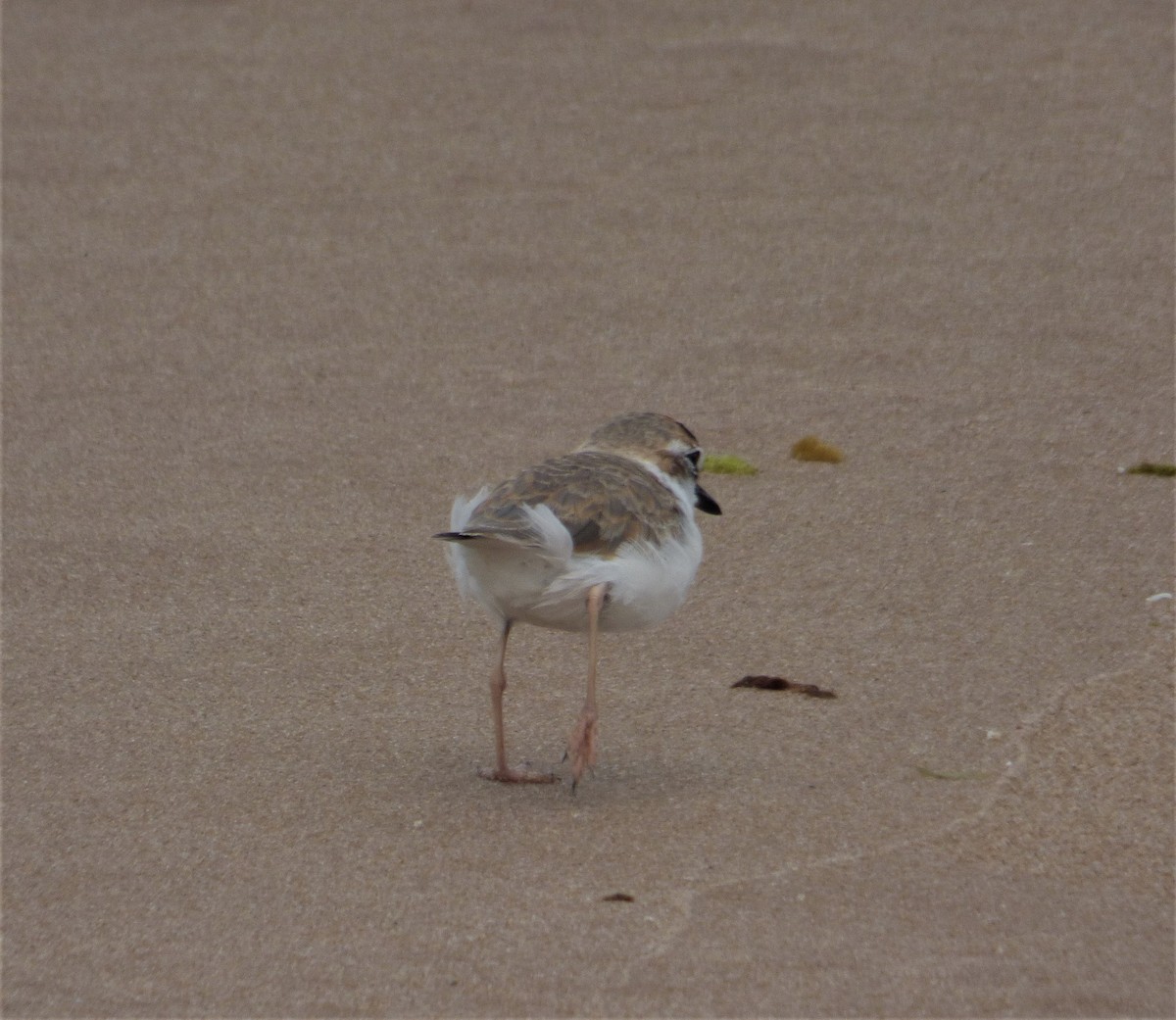 Collared Plover - ML608533571