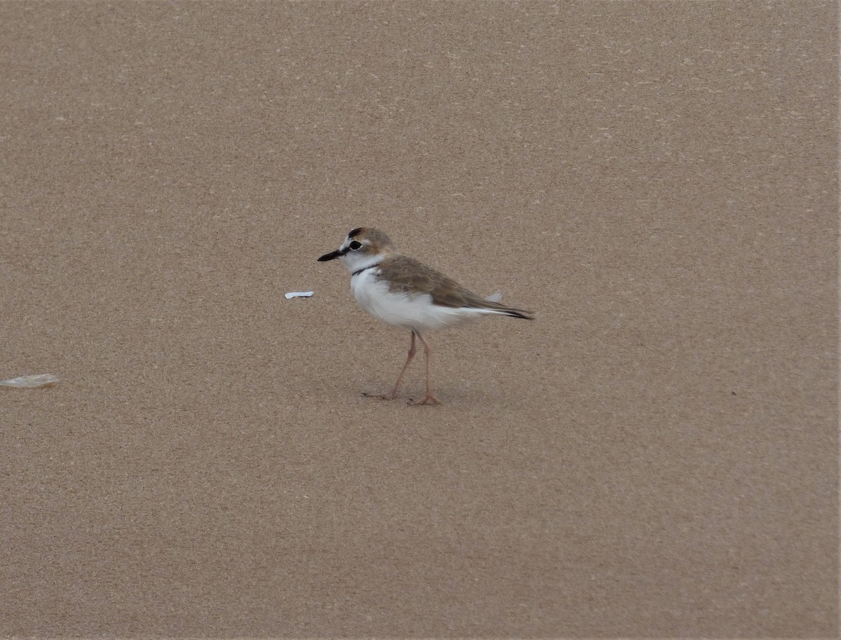 Collared Plover - ML608533576