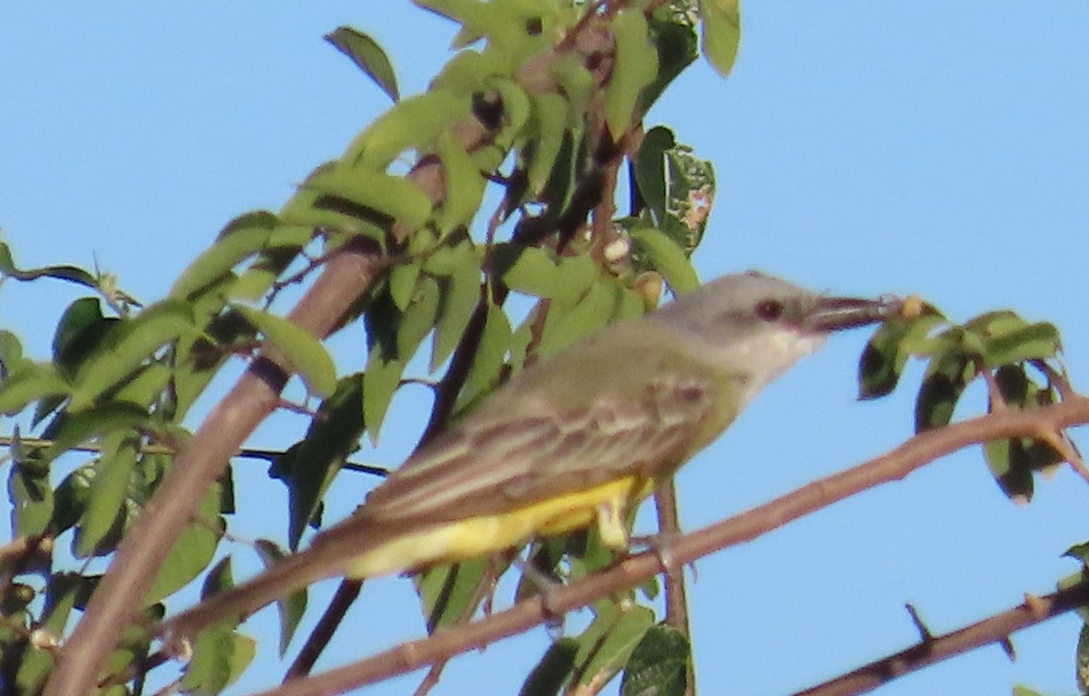 Tropical Kingbird - ML608533626