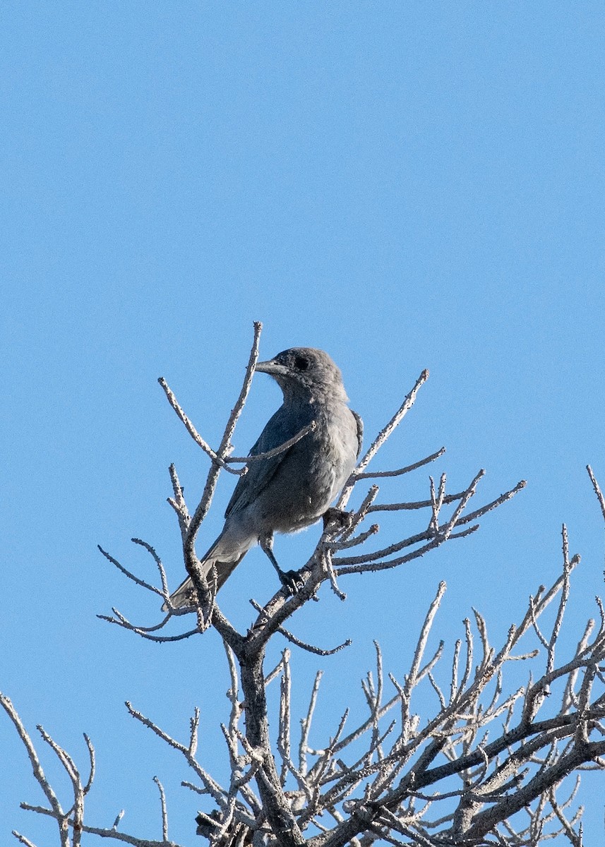 Pinyon Jay - ML608533635