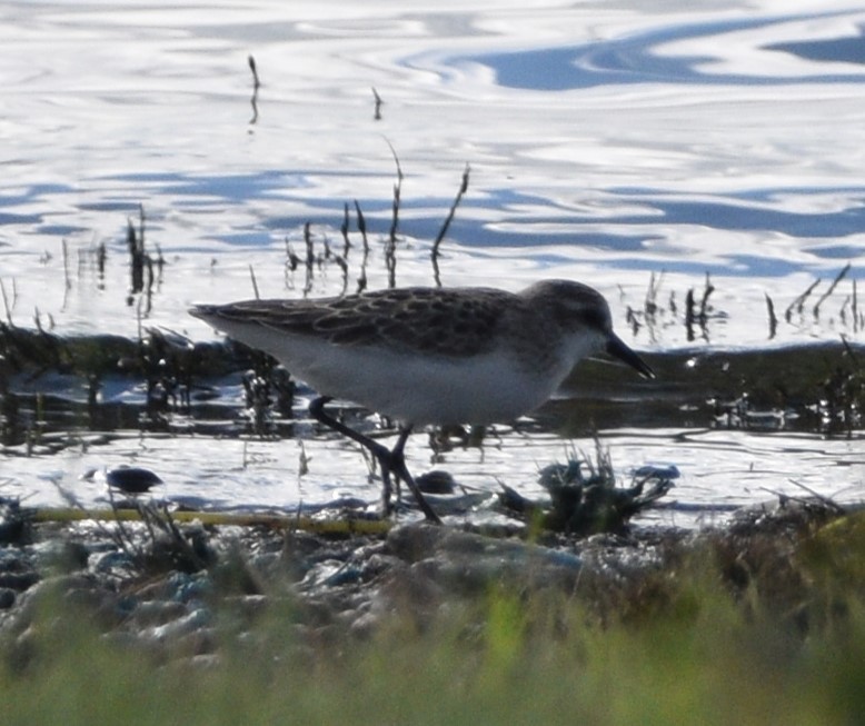 Semipalmated Sandpiper - Peter Olsoy