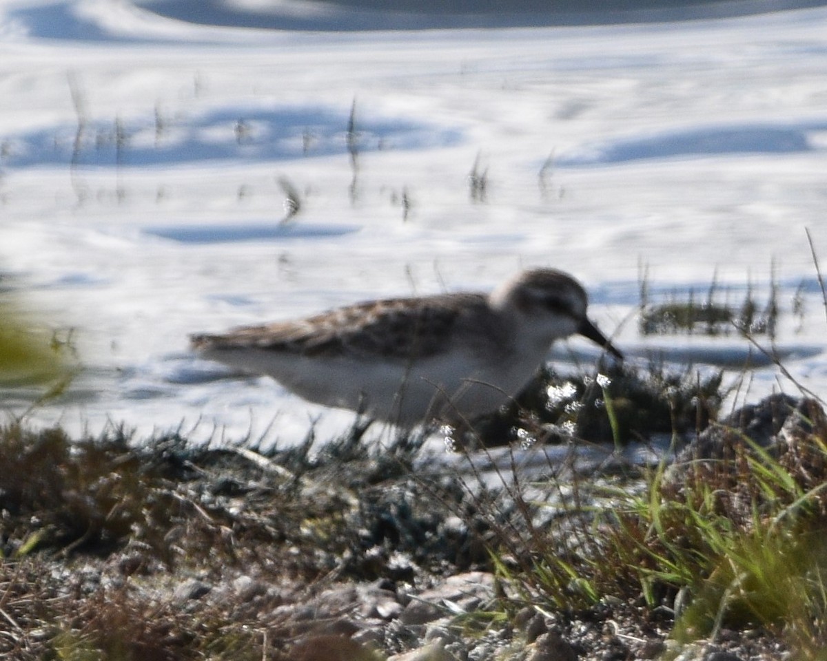 Semipalmated Sandpiper - Peter Olsoy