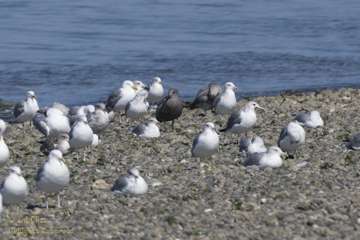 Gaviota Californiana - ML608533669