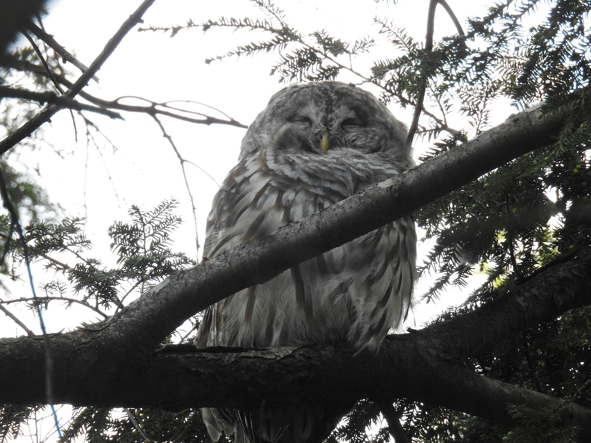 Barred Owl - ML608533709