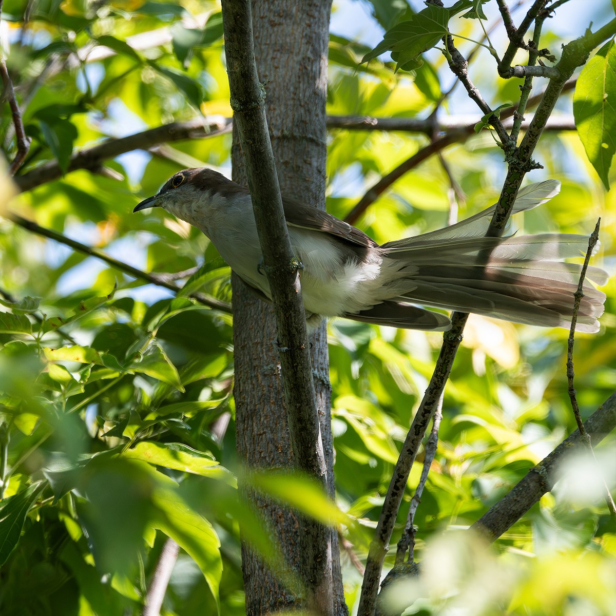 Black-billed Cuckoo - ML608533745