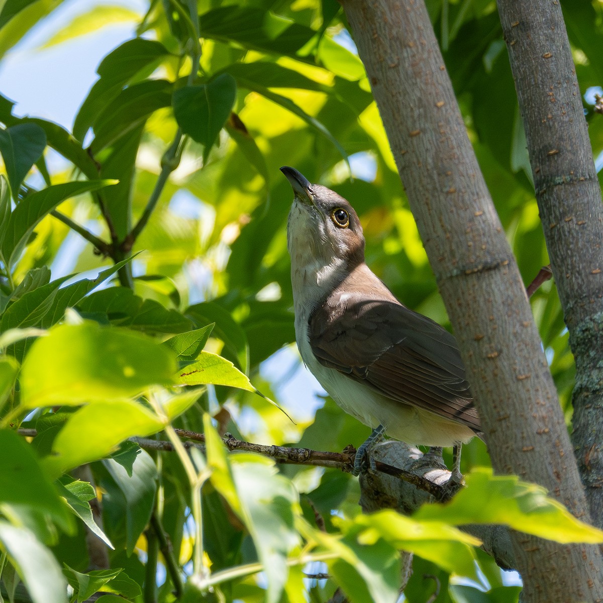 Black-billed Cuckoo - ML608533746