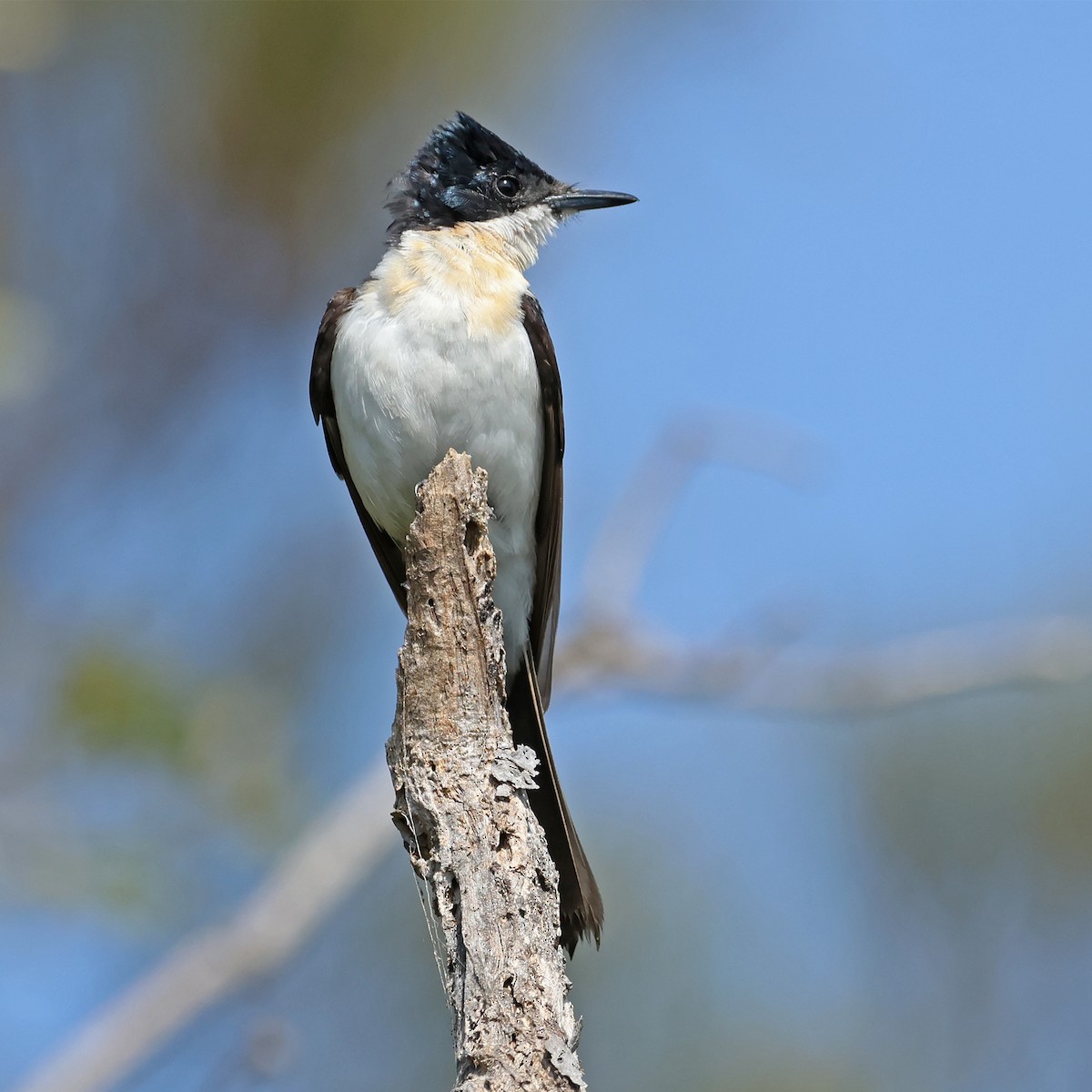 Restless Flycatcher - ML608533769