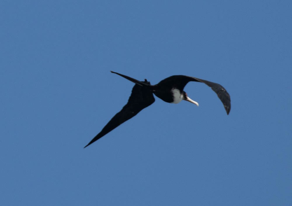 Great Frigatebird - ML608533808