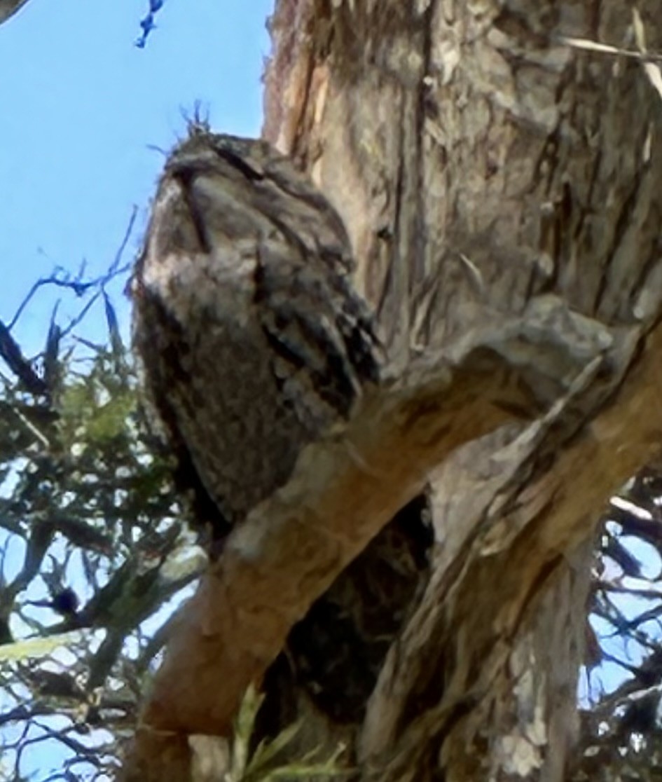 Tawny Frogmouth - ML608533857