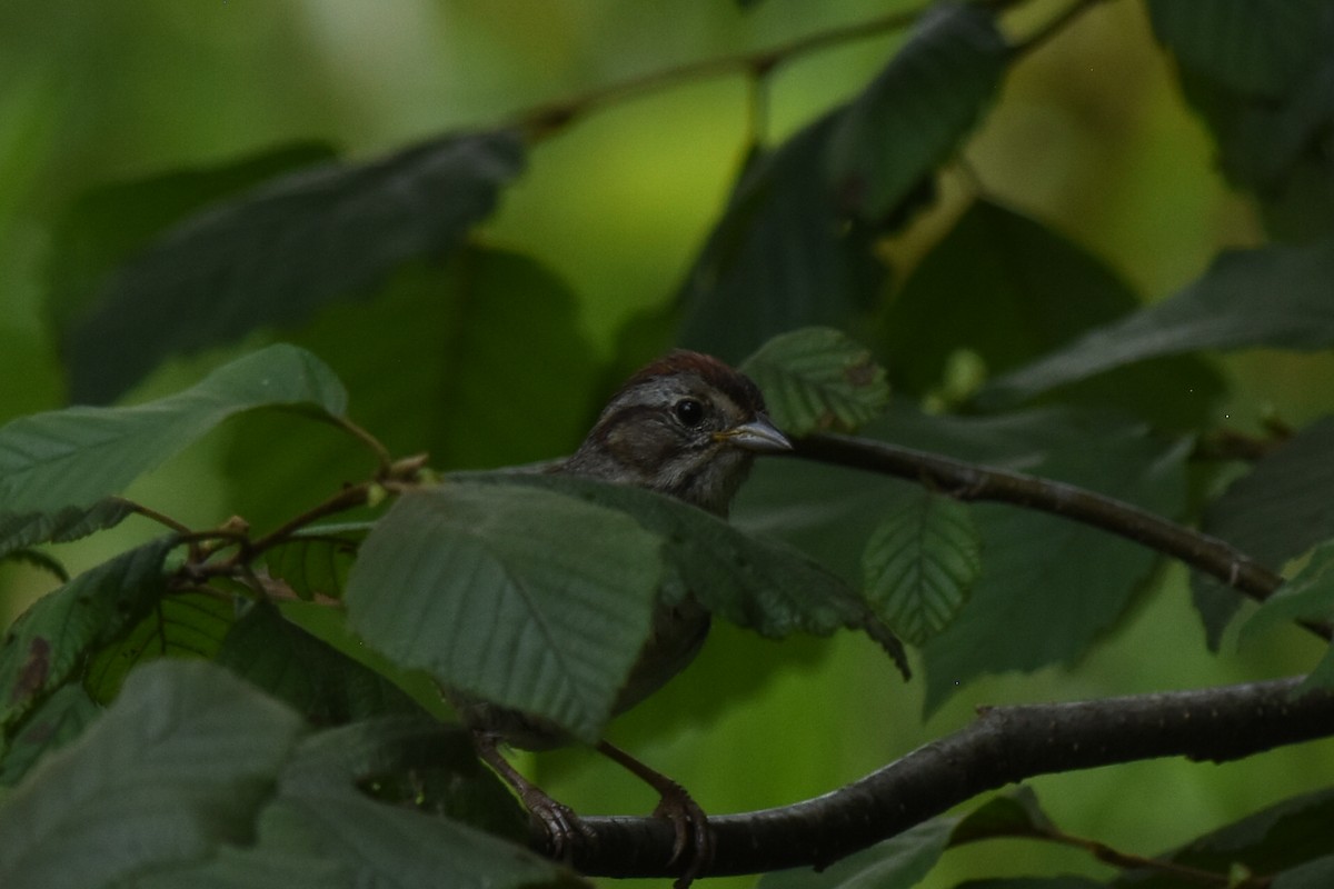 Swamp Sparrow - ML608533955