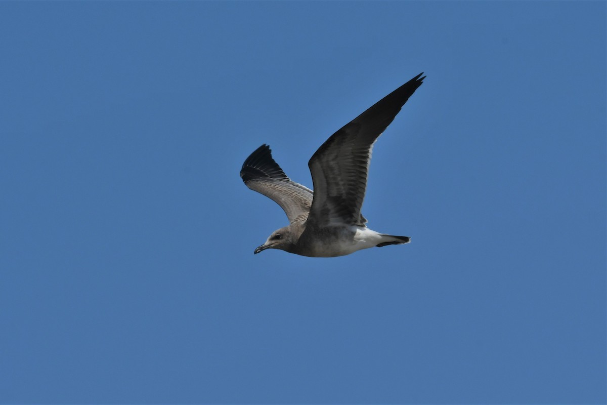 Laughing Gull - Ted Bradford