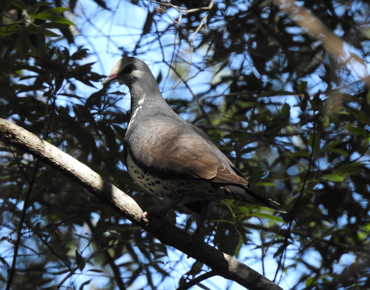 Wonga Pigeon - ML608534049