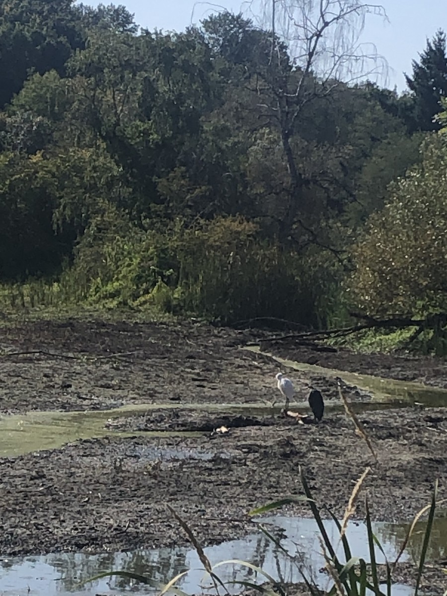 Чапля велика - ML608534062