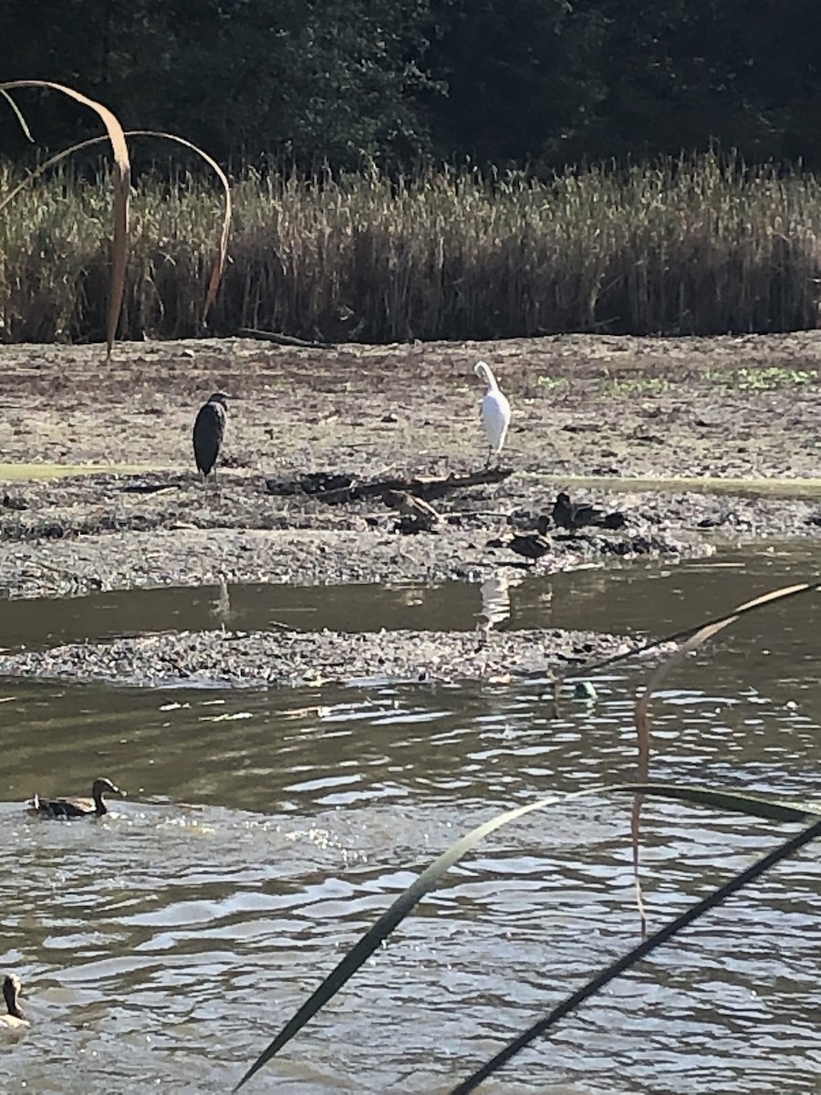 Чапля велика - ML608534063