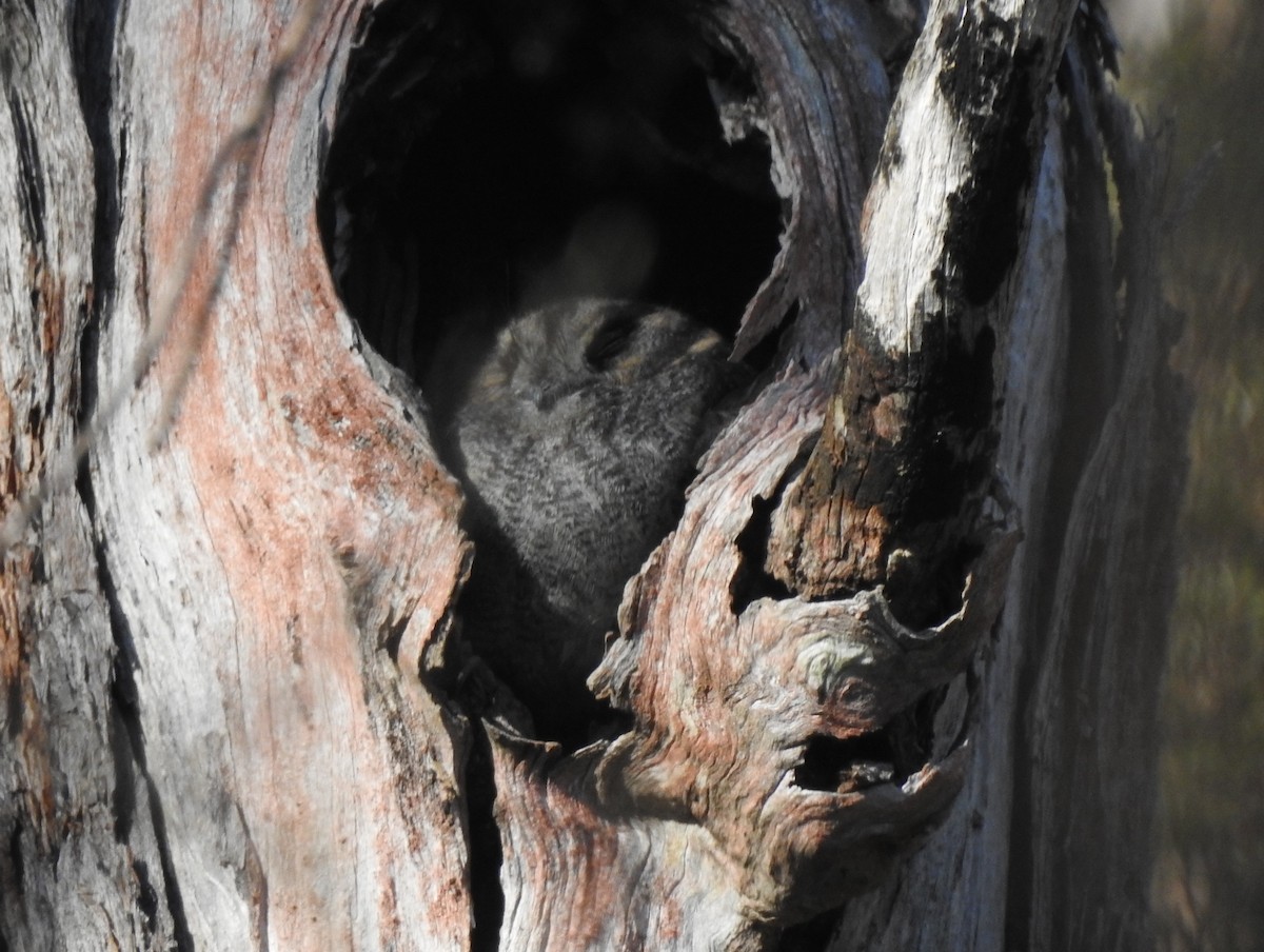 Australian Owlet-nightjar - ML608534066