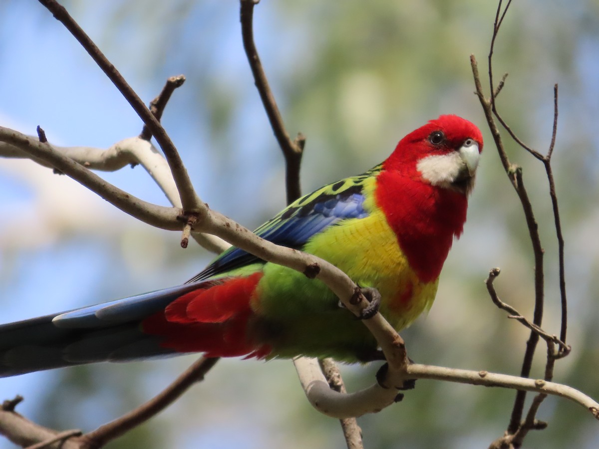 Eastern Rosella - ML608534072