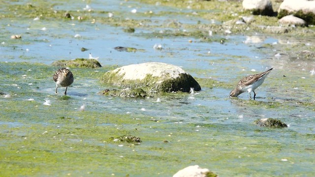 Weißbürzel-Strandläufer - ML608534082