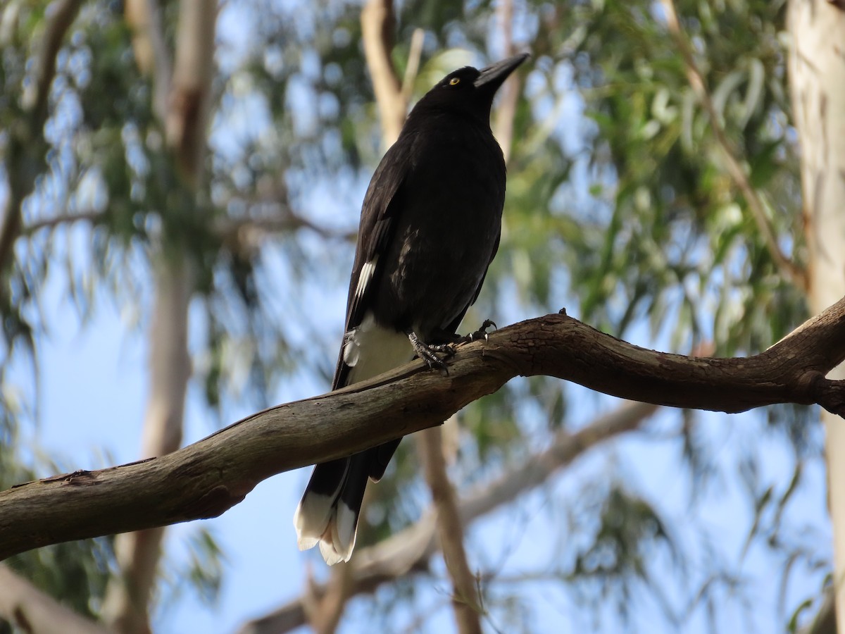 Pied Currawong - ML608534086