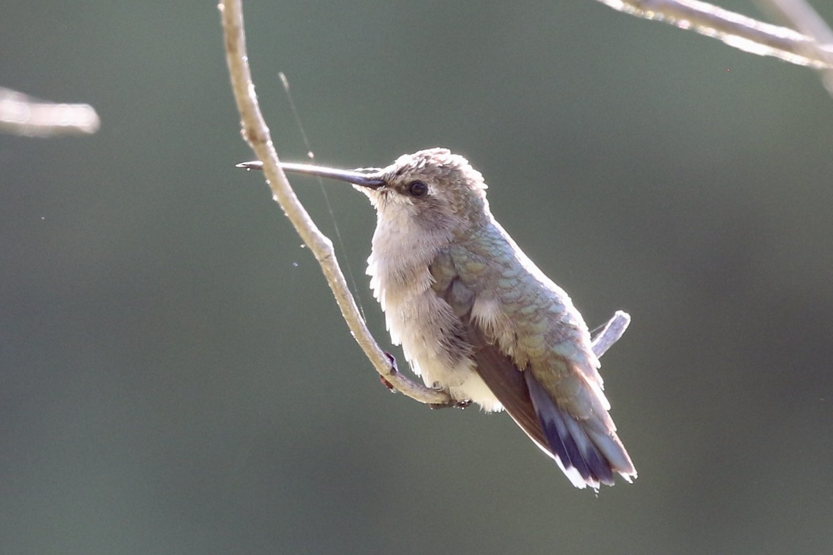 Colibri à gorge noire - ML608534130