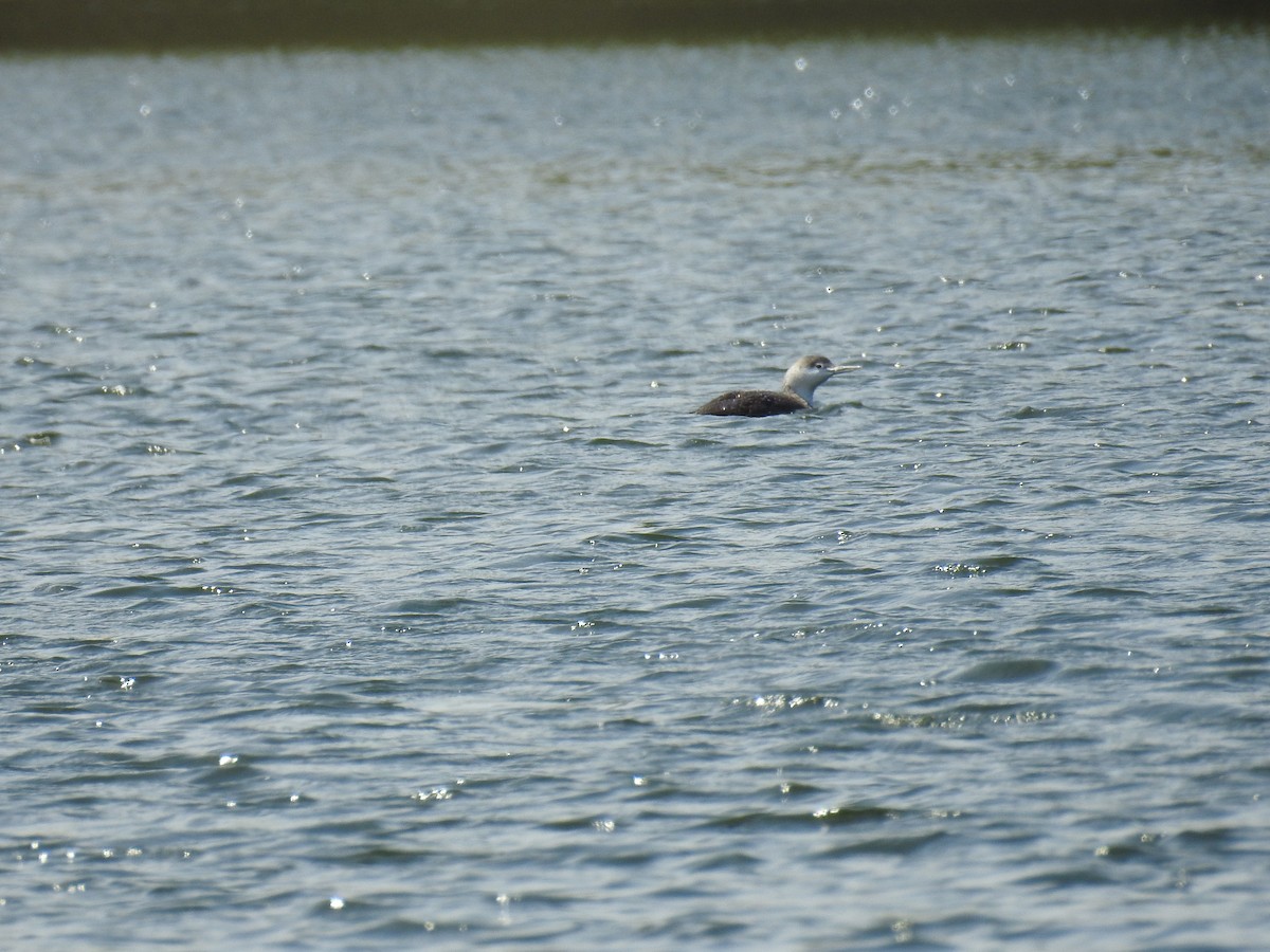 Red-throated Loon - ML608534139