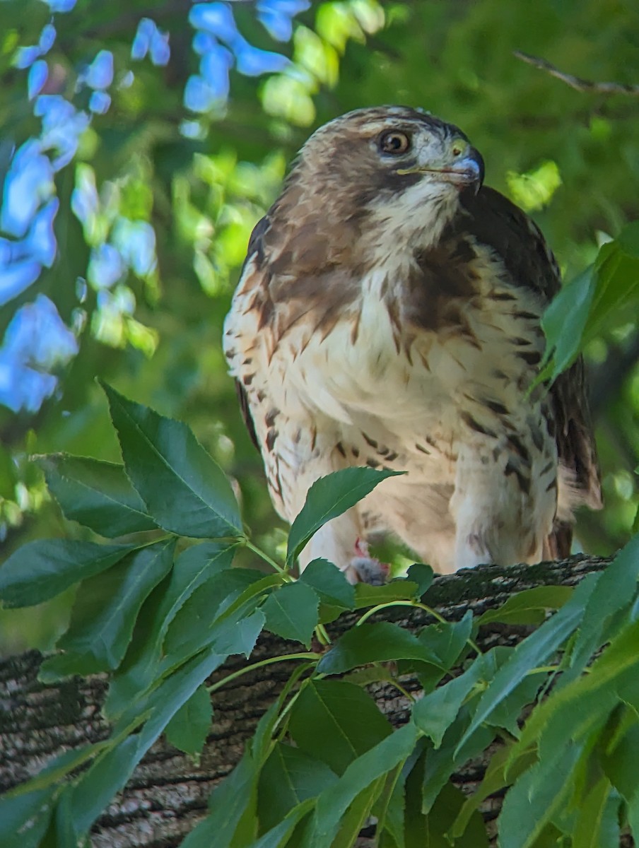 Red-tailed Hawk - ML608534223