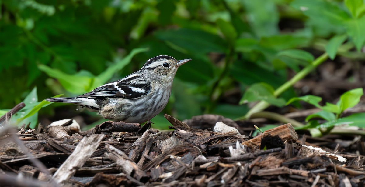 Black-and-white Warbler - ML608534229