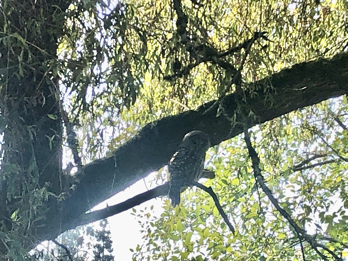 Сова неоарктична - ML608534276