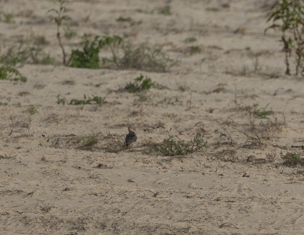 Buff-breasted Sandpiper - ML608534282