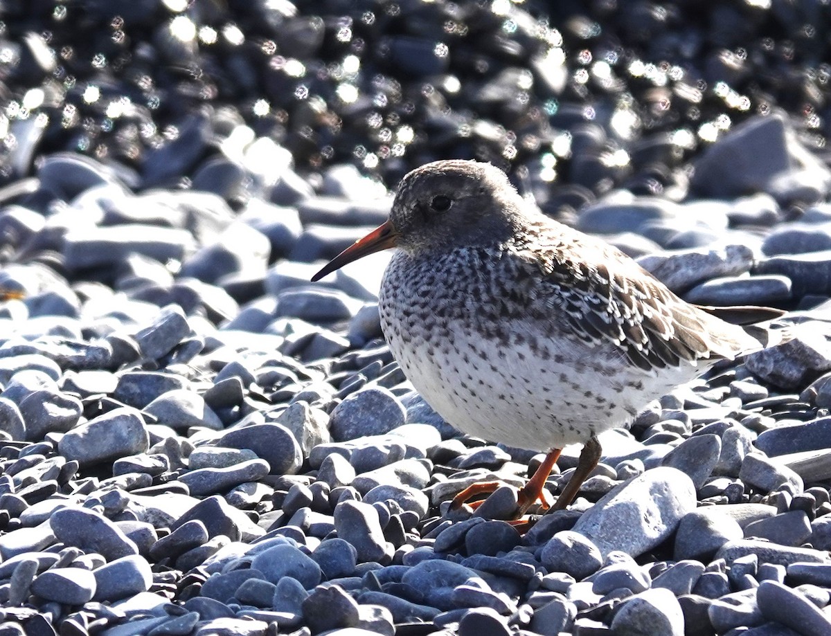 Purple Sandpiper - ML608534295