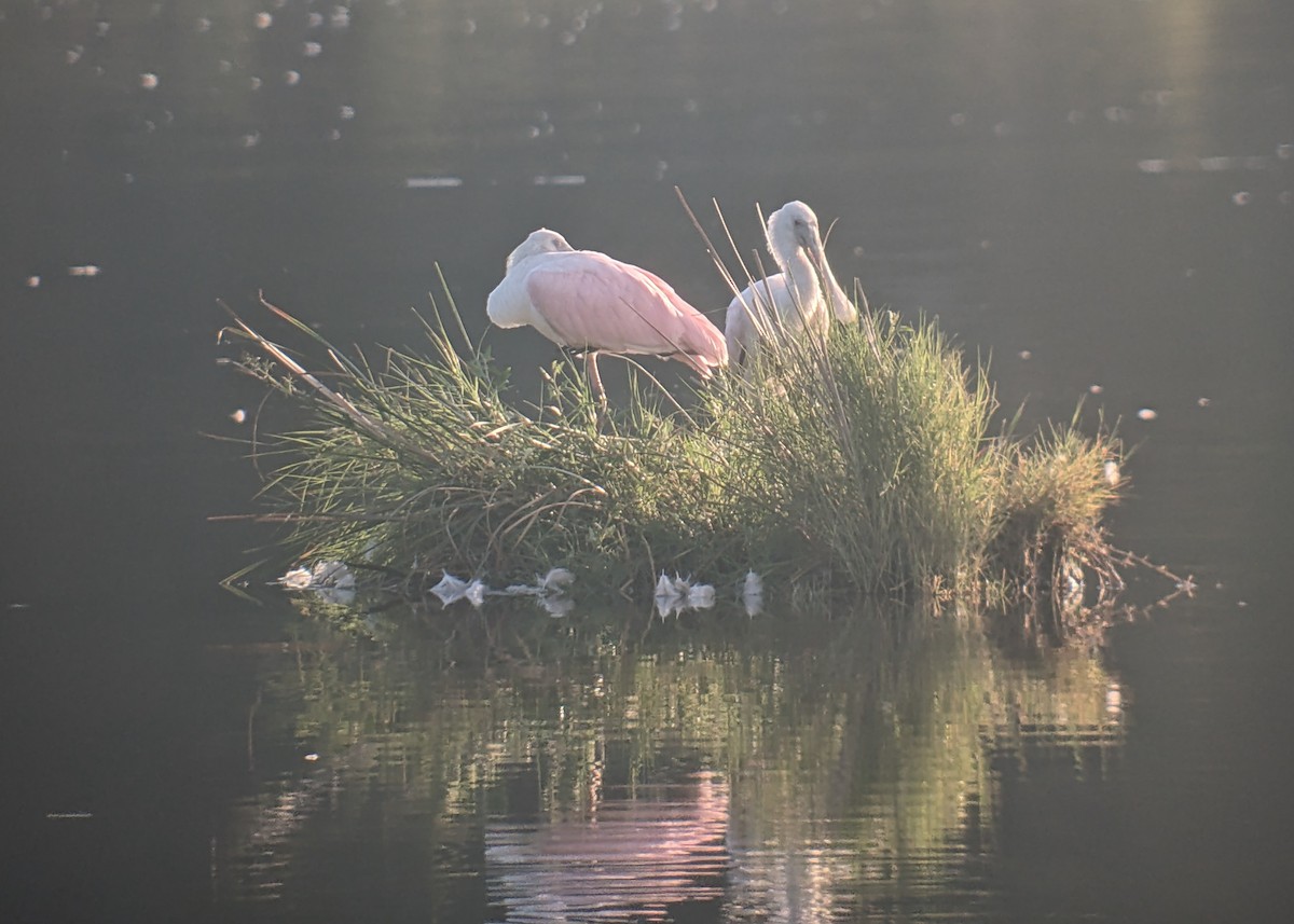 Roseate Spoonbill - ML608534301