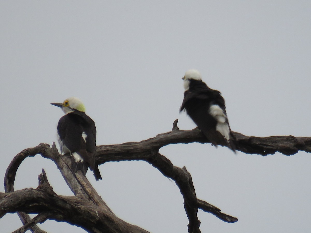 White Woodpecker - ML608534307