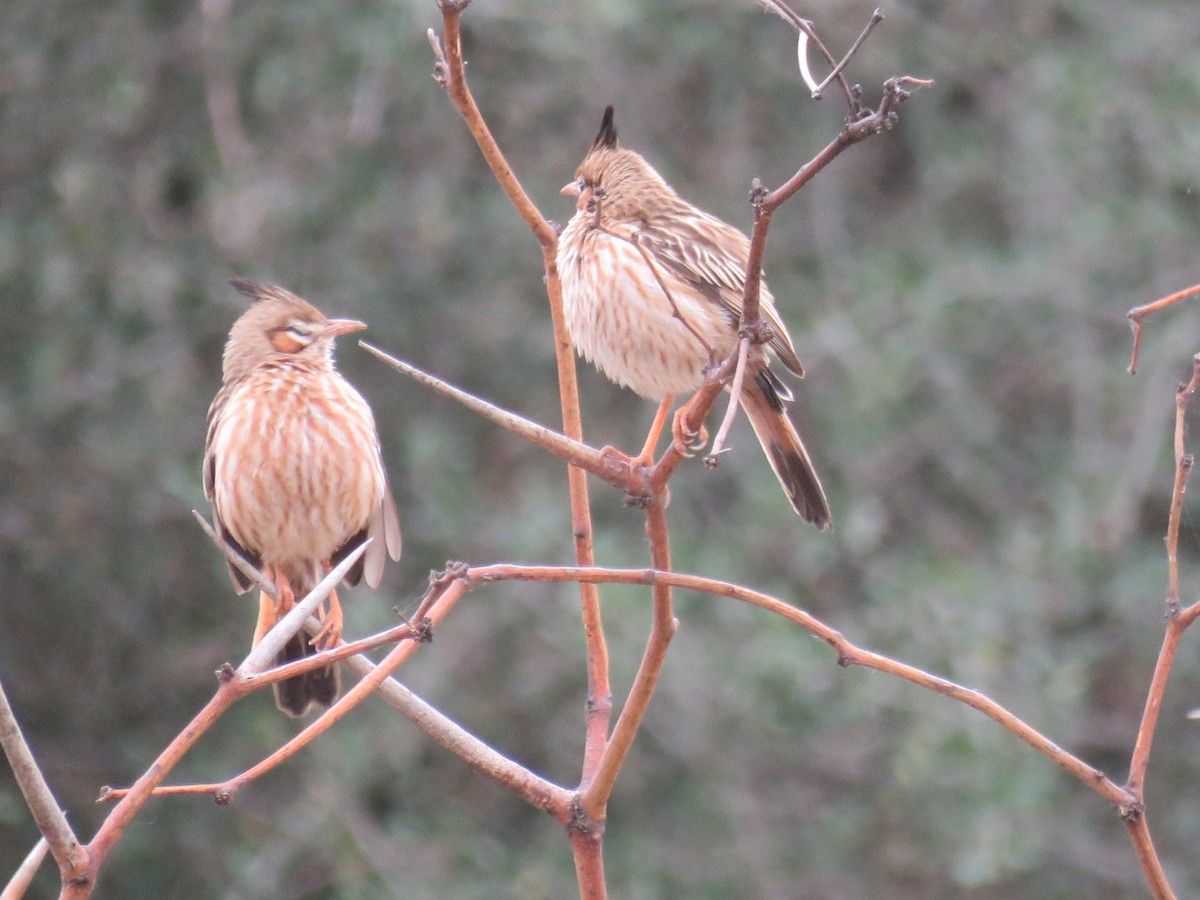 Lark-like Brushrunner - Miguel  C