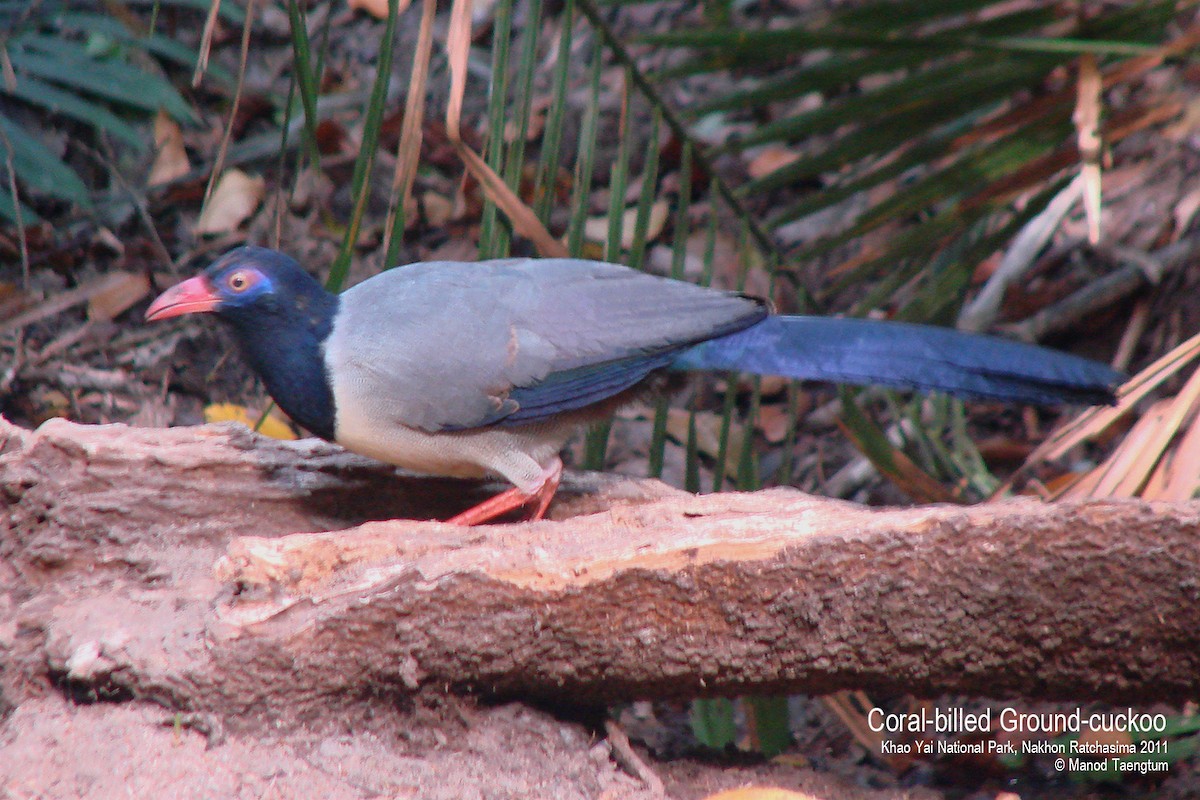 Coral-billed Ground-Cuckoo - ML608534369