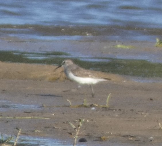 White-rumped Sandpiper - ML608534465