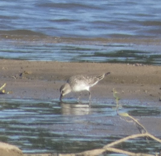 White-rumped Sandpiper - ML608534468